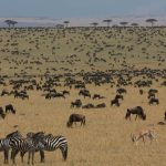 Préparer son voyage dans le kenya masai mara : conseils et astuces
