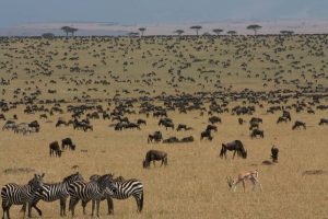 Préparer son voyage dans le kenya masai mara : conseils et astuces
